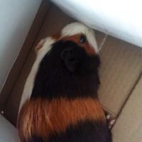 Vivere anche con un amico a quattro zampe... - 1