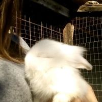 Vivere anche con un amico a quattro zampe... - 3