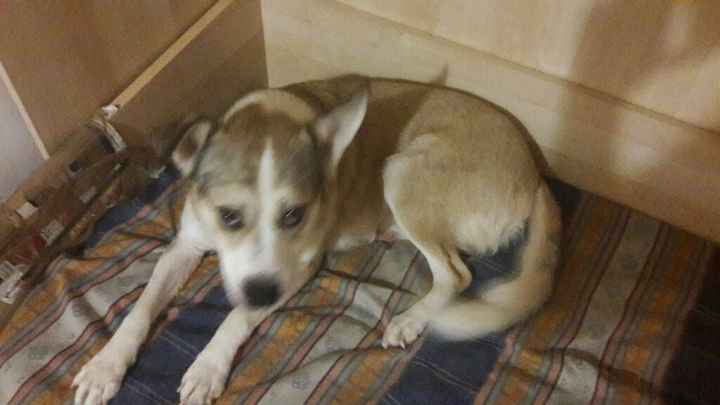 Amici a 4 zampe al ricevimento - 1