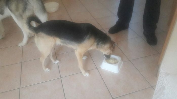 Amici a 4 zampe al ricevimento - 2