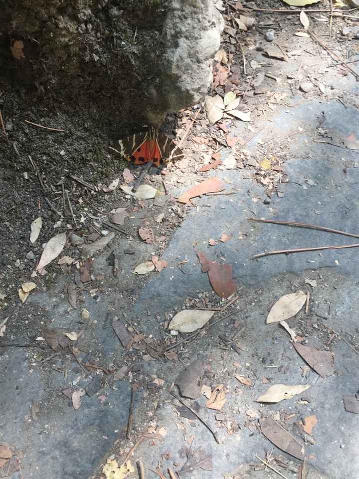 Rodi??! meravigliosa ...! - 2