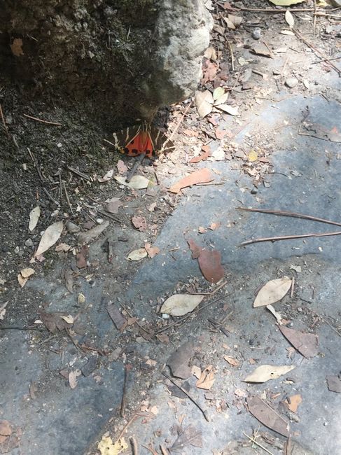 Rodi??! meravigliosa ...! - 2