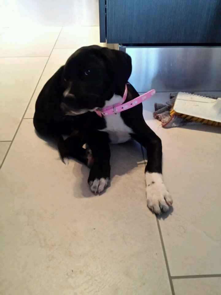 Too cute: i vostri amici animali - 5