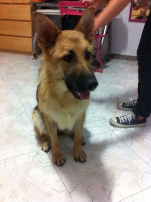 I nostri amici animali.. - 3