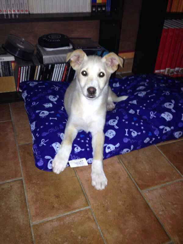 I nostri amici animali.. - 1