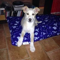 I nostri amici animali.. - 1