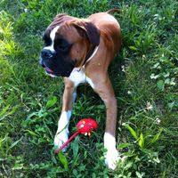 I nostri amici animali.. - 2