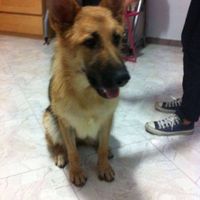 I nostri amici animali.. - 3