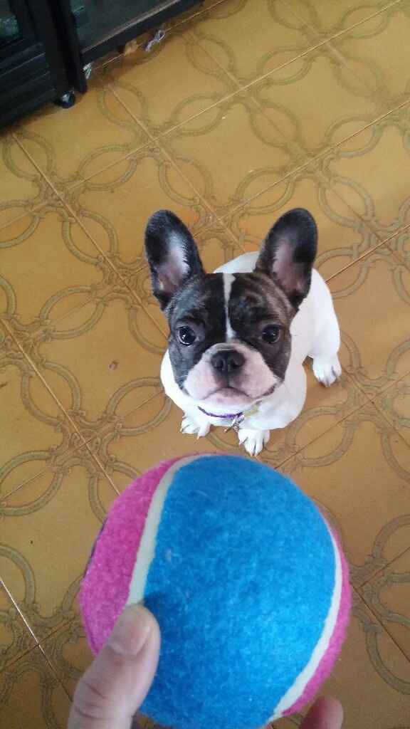 I nostri amici pelosi pronti per le nozze - 1