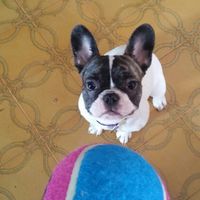 I nostri amici pelosi pronti per le nozze - 1