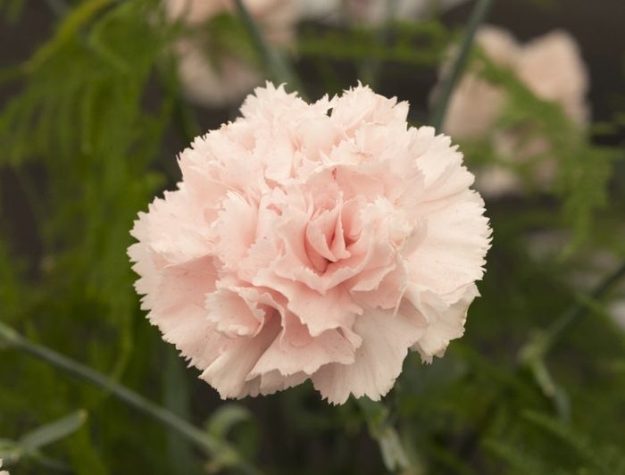 Significato dei fiori 4