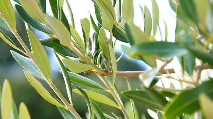 Significato dei fiori 5