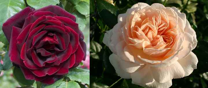 Significato dei fiori - 1