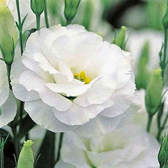 Significato dei fiori - 2