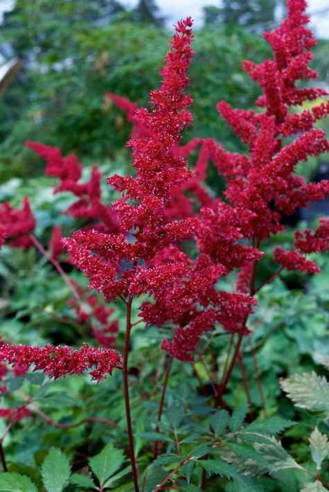 Significato dei fiori - 3