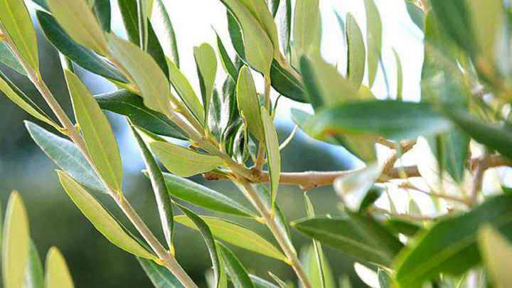 Significato dei fiori - 5