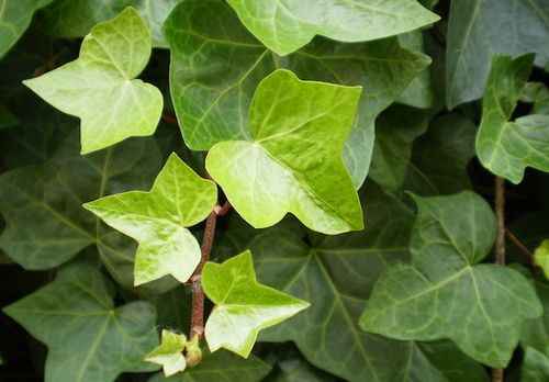 Significato dei fiori - 6