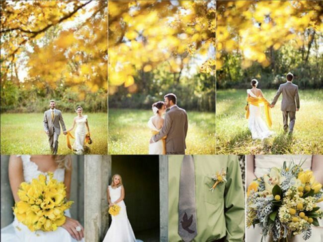 Wedding tema mimosa - 1