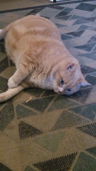 Too cute: i vostri amici animali - 2