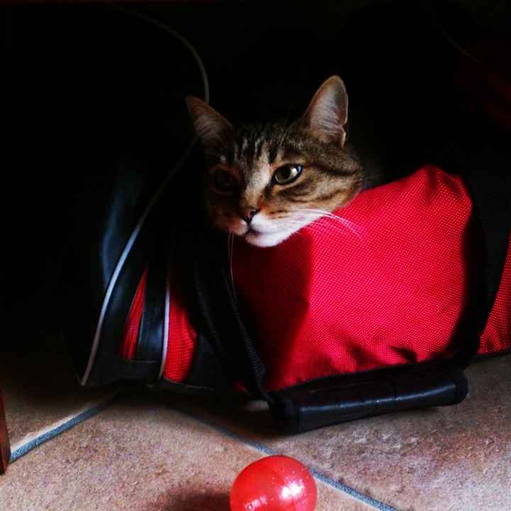 Le foto dei vostri animali - 1