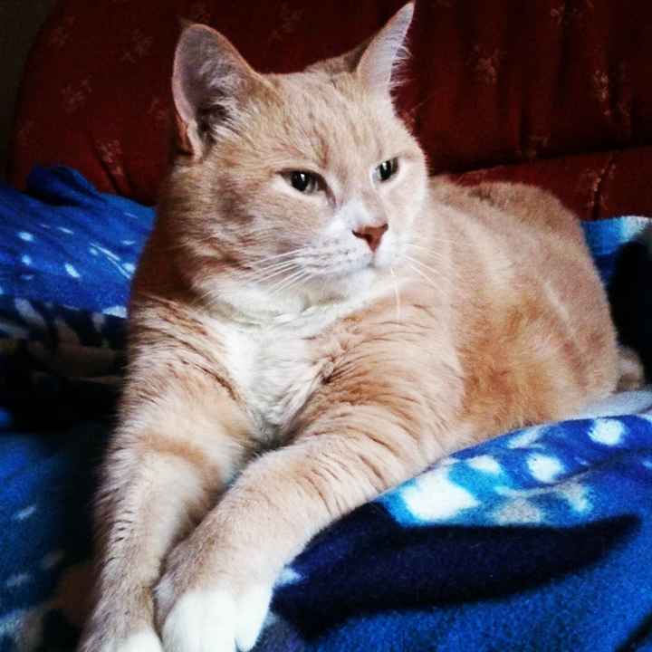 Le foto dei vostri animali - 2