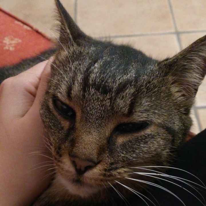 Le foto dei vostri animali - 3