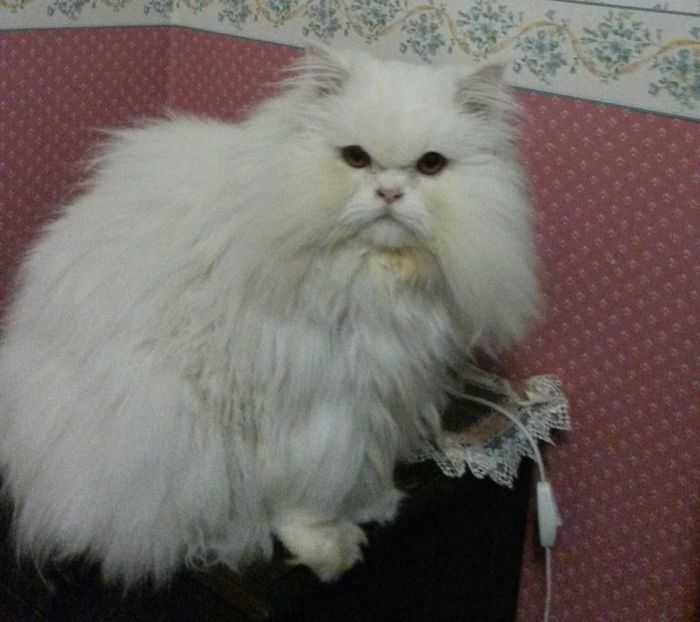 I nostri cuccioli!!! - 1