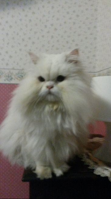 I nostri cuccioli!!! - 2