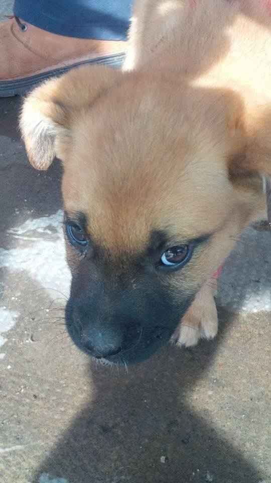 Cagnolina cerca casa 1