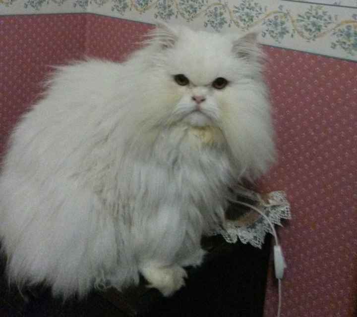 I nostri cuccioli!!! - 1