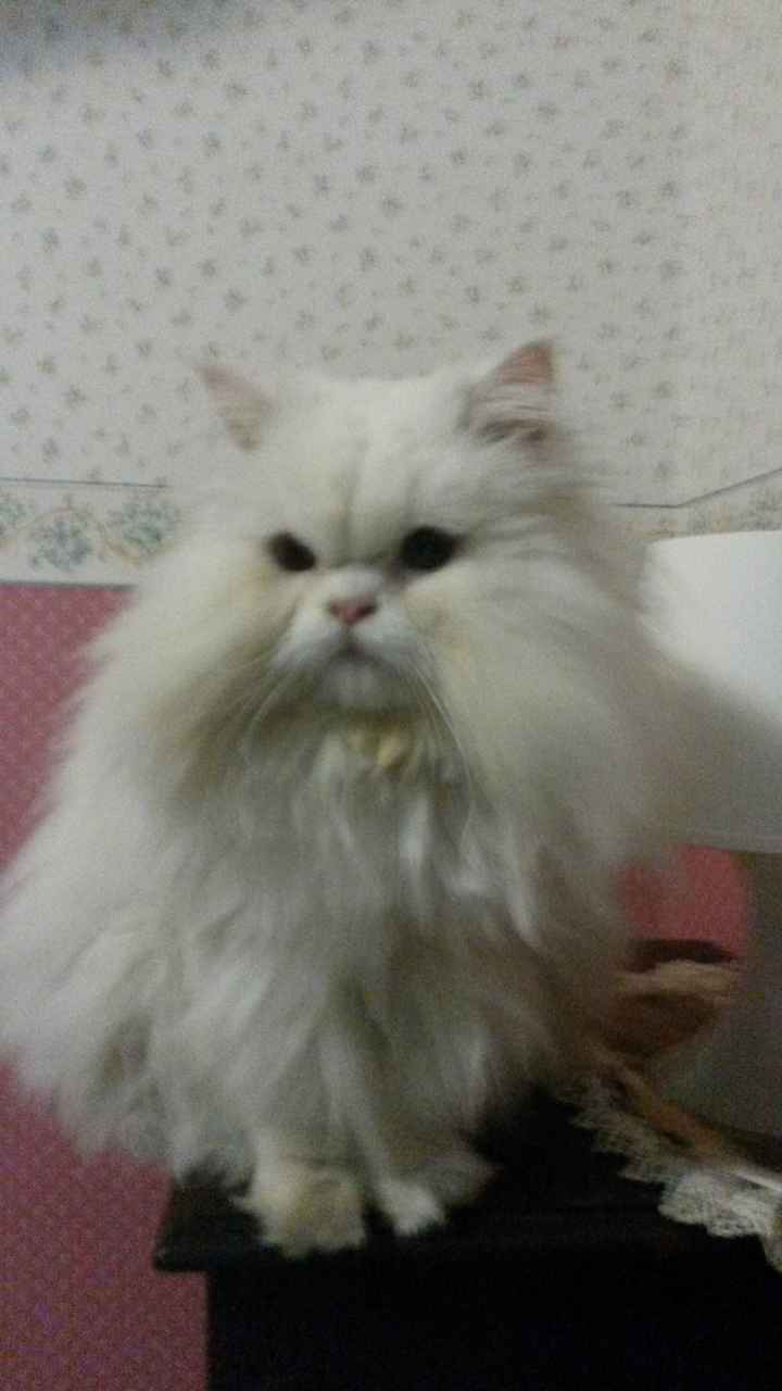 I nostri cuccioli!!! - 2