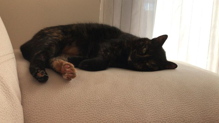 Mi presentate i vostri amici a 4 zampe?! 😃 - 1