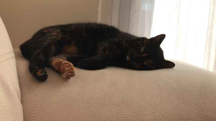 Mi presentate i vostri amici a 4 zampe?! 😃 - 1