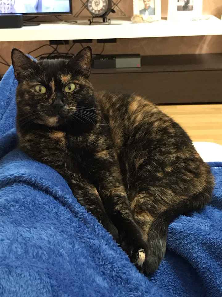 Foto con amici pelosetti 🐾 quante di voi? - 1