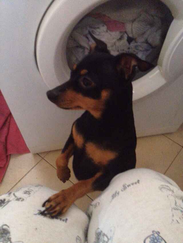 Le foto dei vostri animali - 1