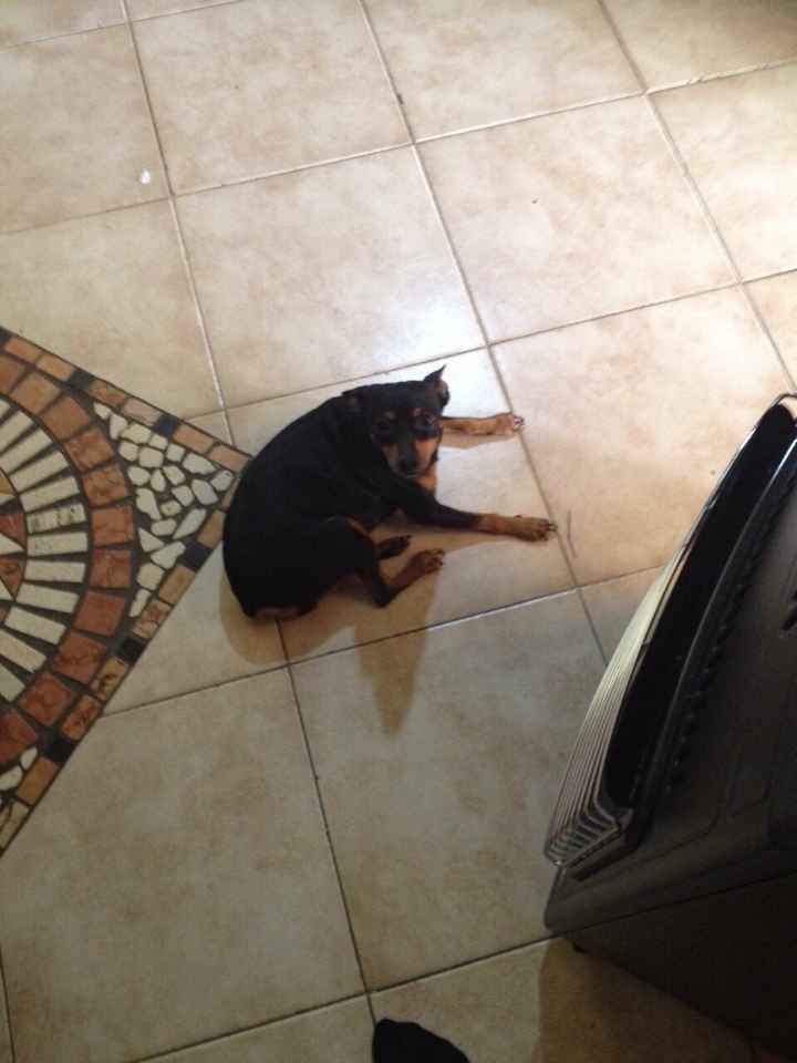 Le foto dei vostri animali - 3