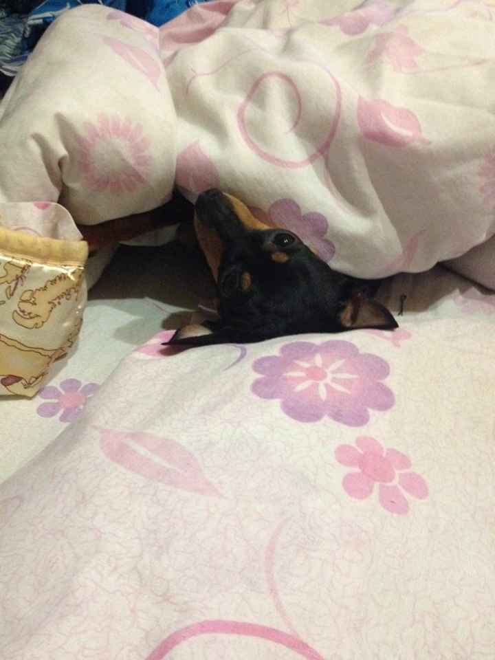 I nostri amici animali.. - 2