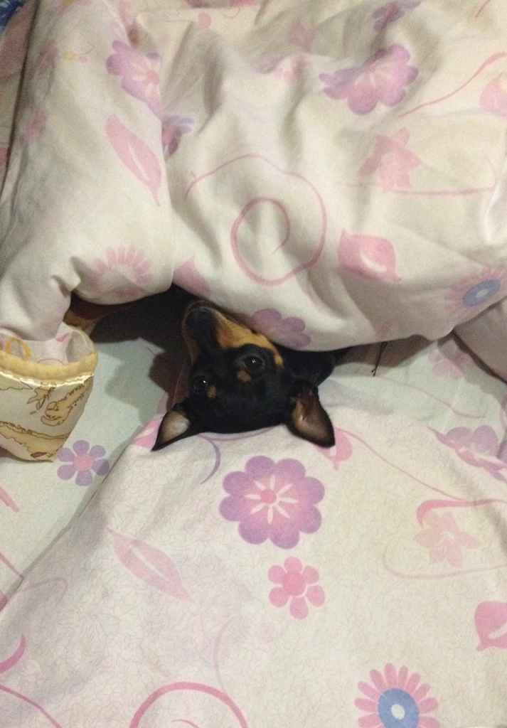 I nostri amici animali.. - 1