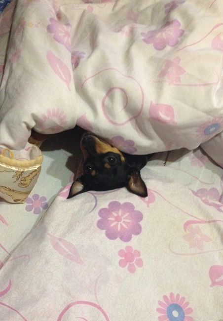 Too cute: i vostri amici animali - 1