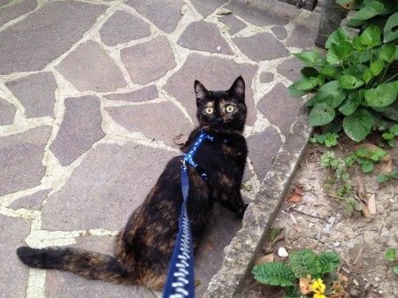 Ciolanka detta Ciolly