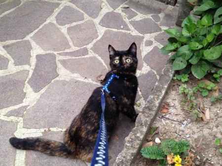 Ciolanka detta Ciolly