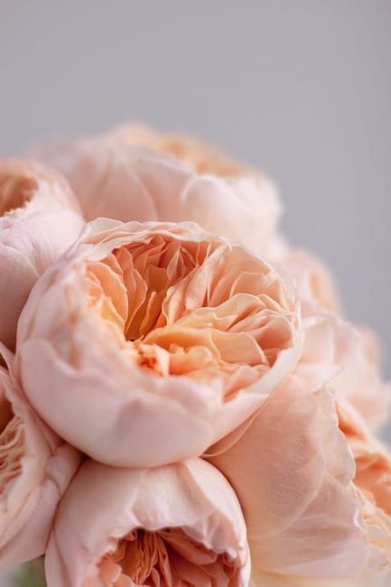 Rose David Austin, chi le ha usate? 2