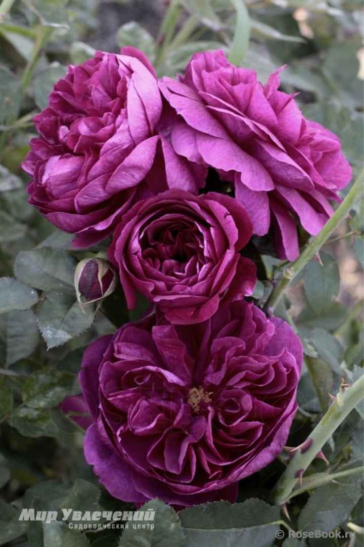 Dopo l’abito.... fioriiiiii 🌷 🌹 🌺 - 6
