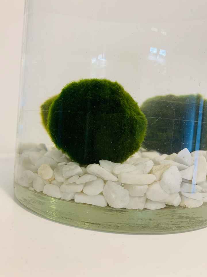 Alternativa al rito della sabbia/candela 🥰 - 2