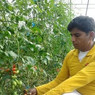 Mazhar