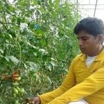 Mazhar