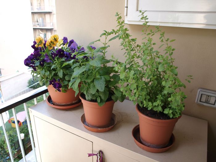 piante aromatiche   viole