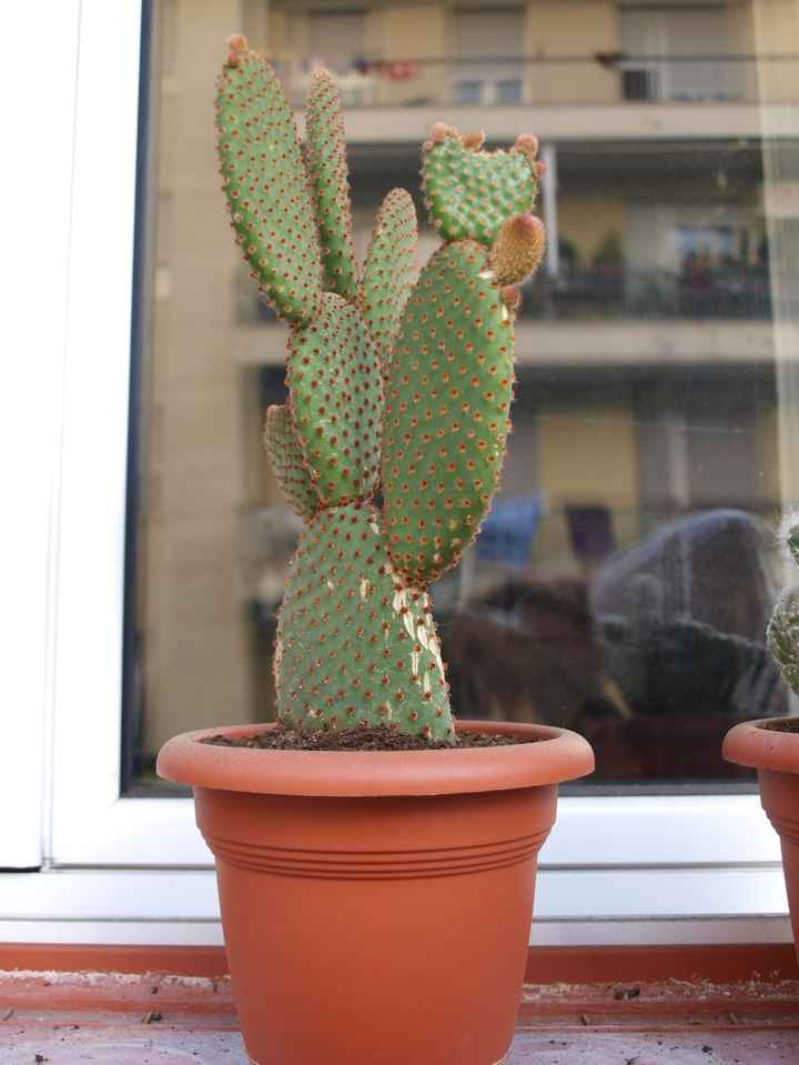 cactus