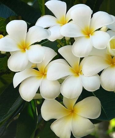 plumeria o frangipane