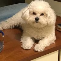 Avete un animale domestico? - 1